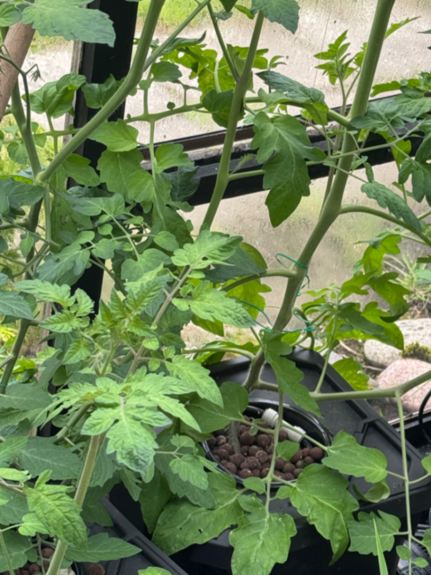 update from our automated hydroponics