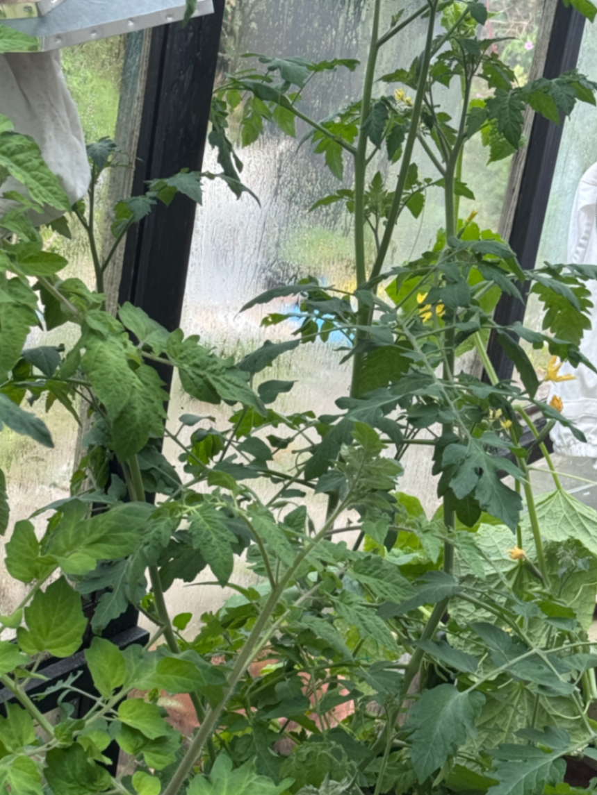 update from our automated hydroponics