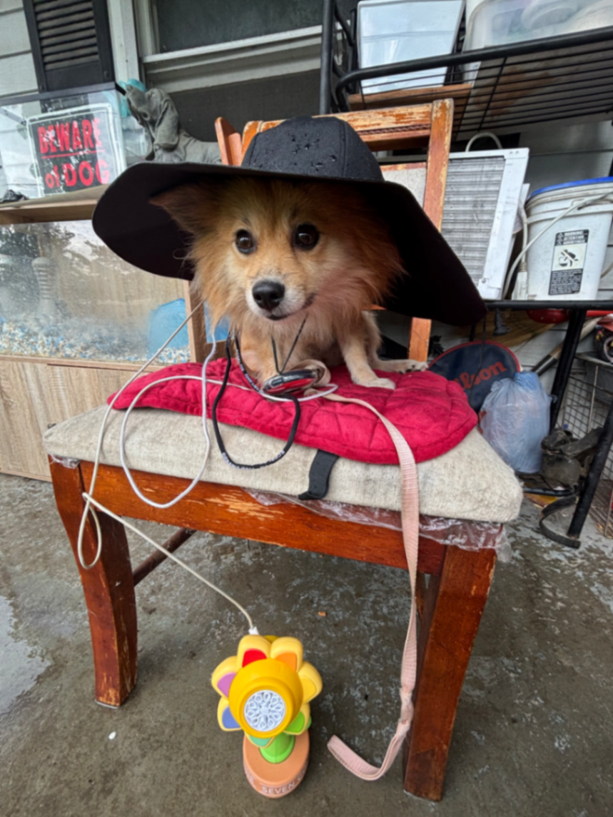 Ecoflow power solar hat 🎩 🐕 🌻 🫧 